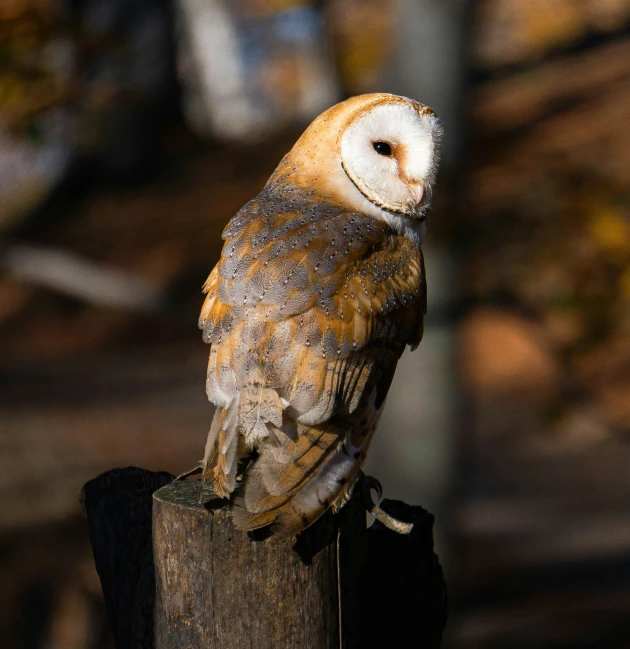 a barn owl is perched on top of a post