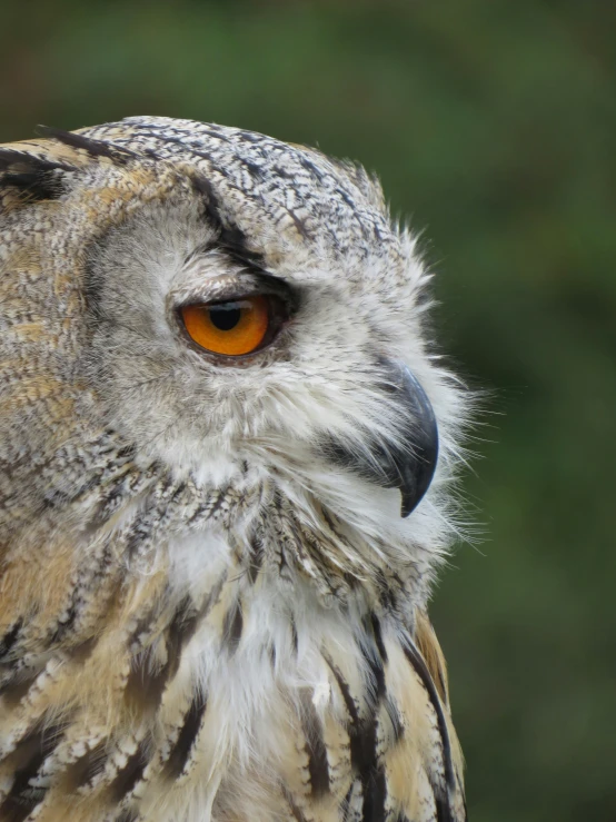 an owl with a yellow eye looks into the distance