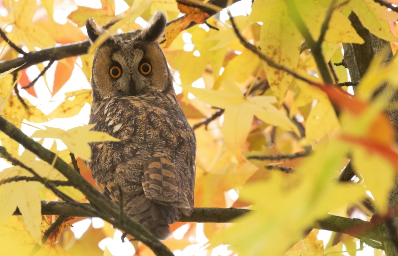 an owl sits on a nch among the leaves