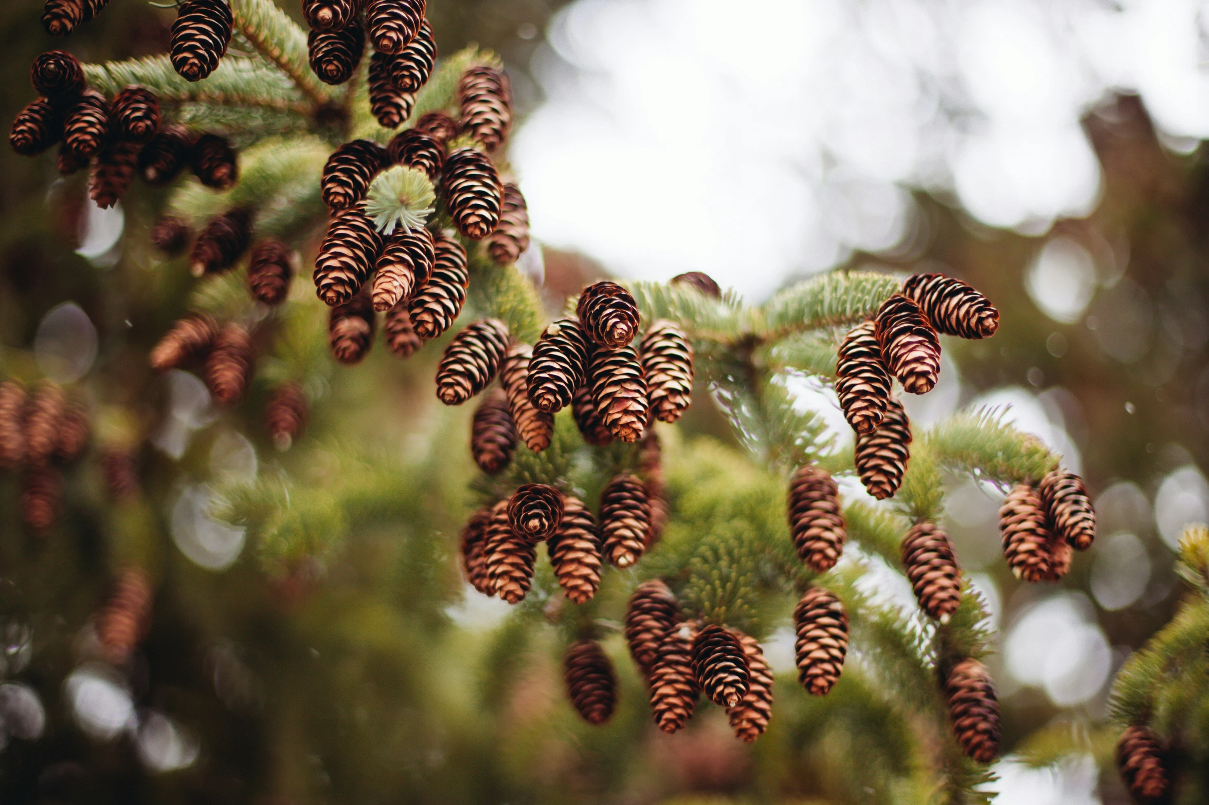 pine cones hanging from the nches of a tree