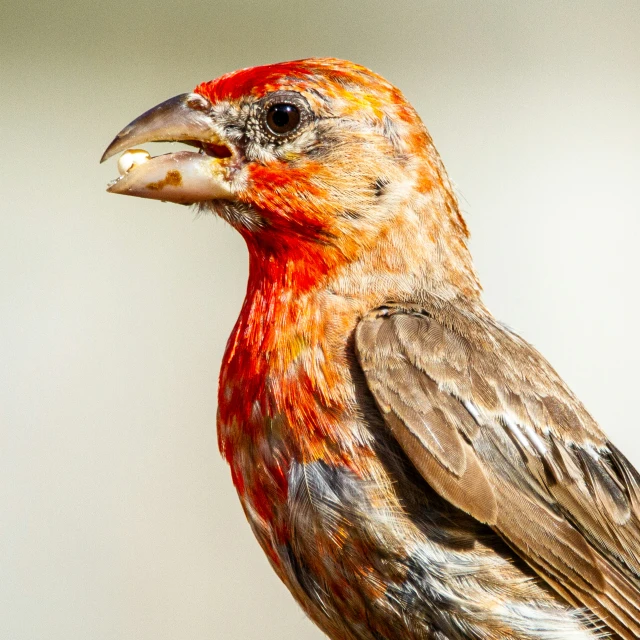 a red bird with feathers on it's head