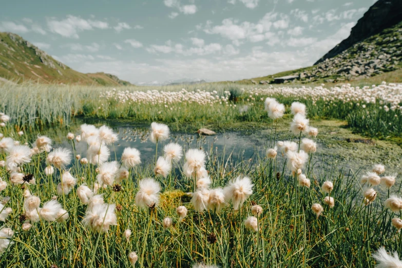 a grassy field with white flowers and mountains in the background