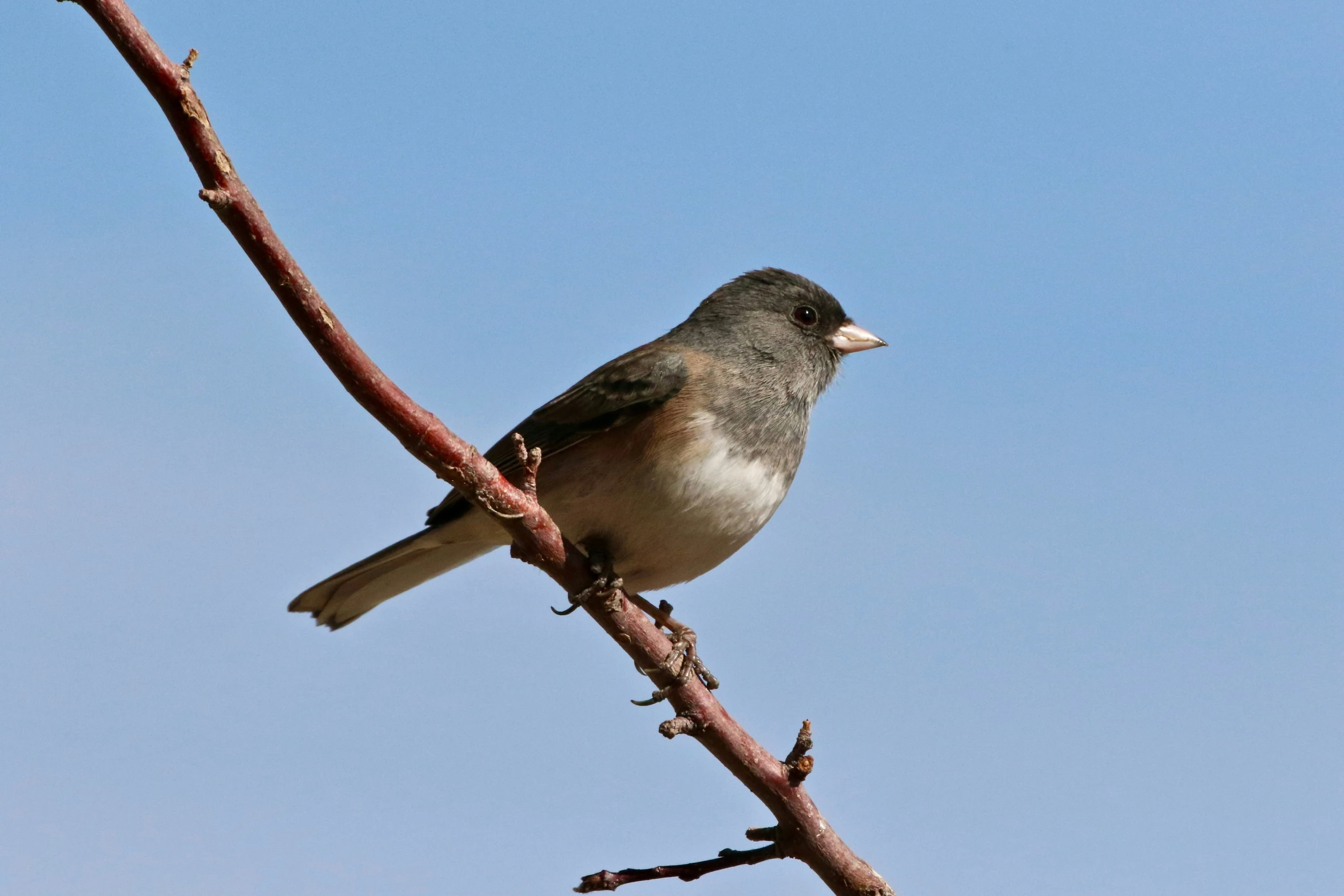 a bird perched on top of a nch