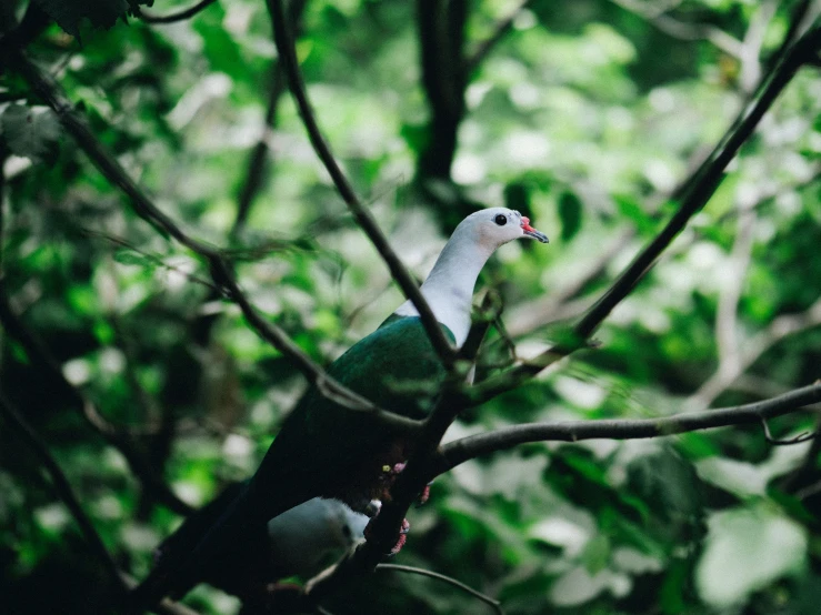 the white and green bird is on a tree