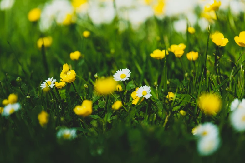 small flowers grow in the grass near one another