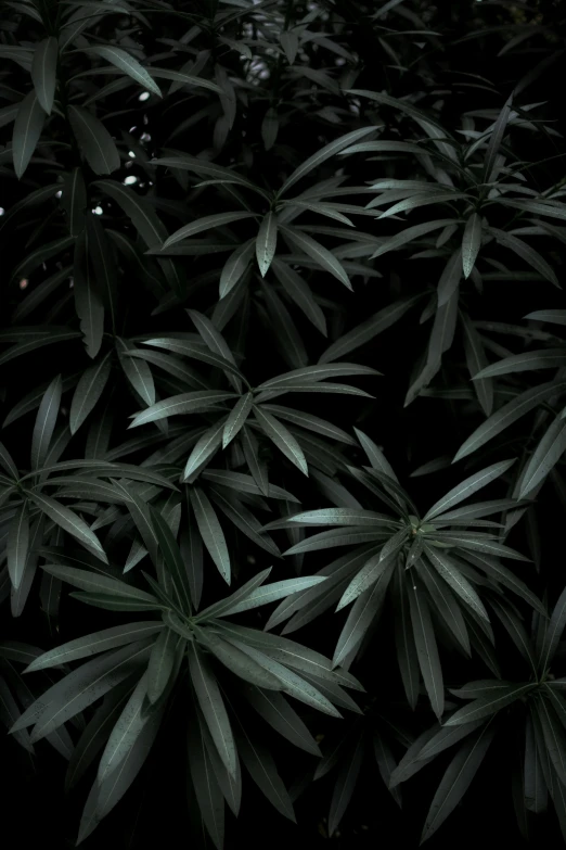 a dark green plant leaves with light reflecting off it