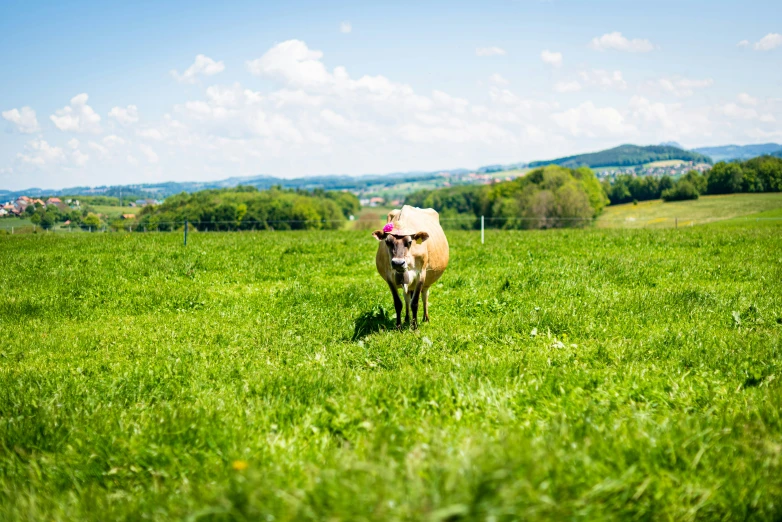 a cow in a field is looking at the camera