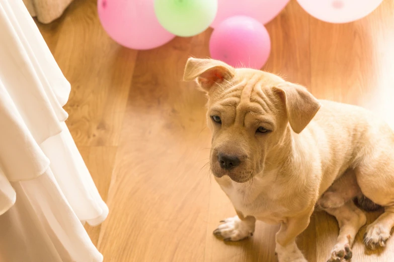 a dog looking sad sitting on the floor