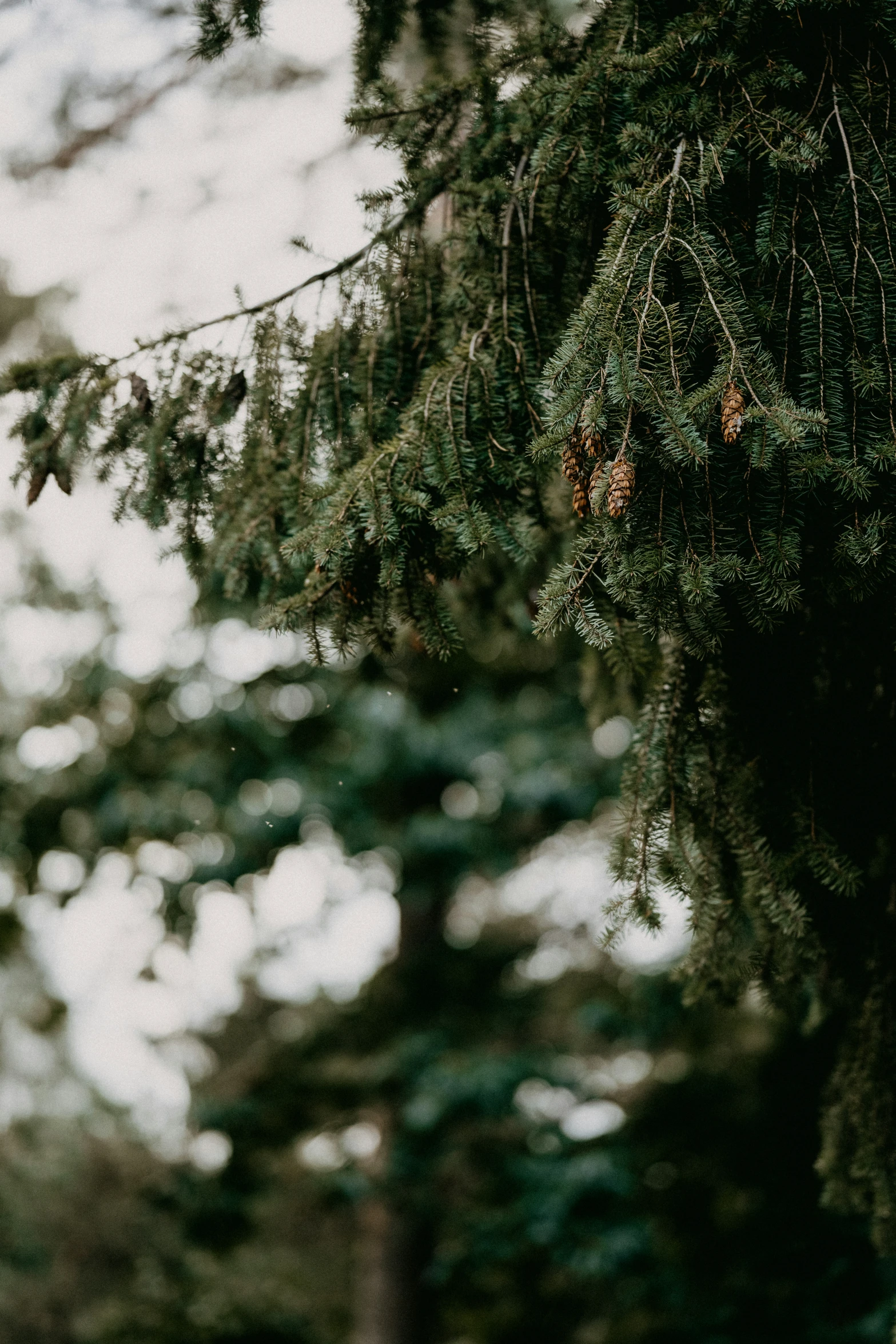 an image of tree nches that look like they have no leaves