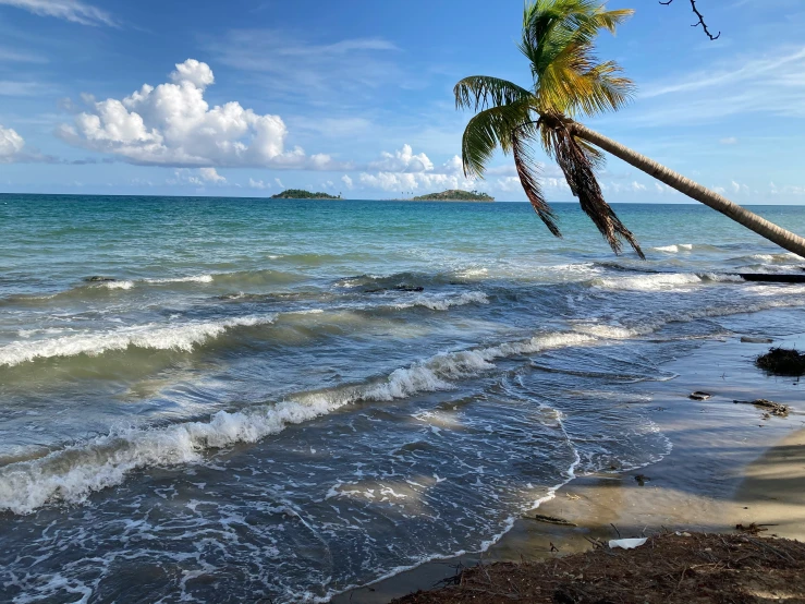 a palm tree laying on the beach with waves