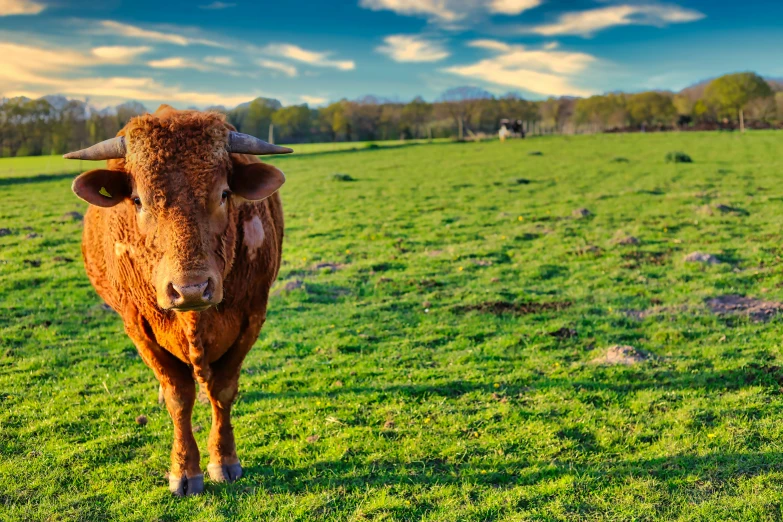 an animal with large horns is standing on a green field