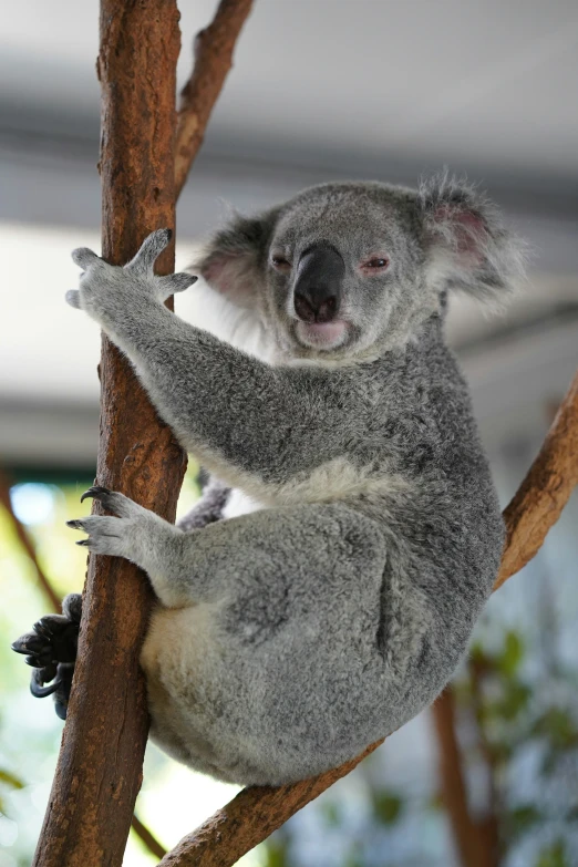 a koala sits on a tree with its mouth open