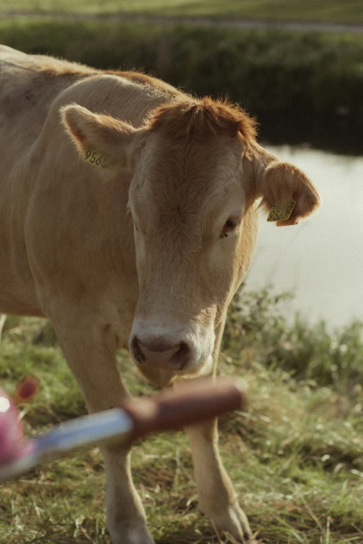 brown cow standing next to pond with ball in hand