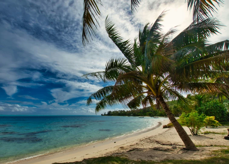 a beach and some trees with the water