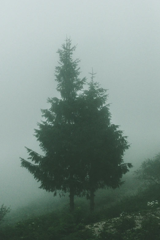 a lone tree standing on a hill with fog