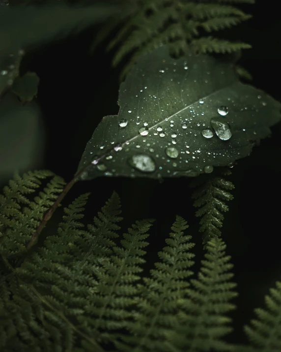 a close up of leaves and water droplets on them