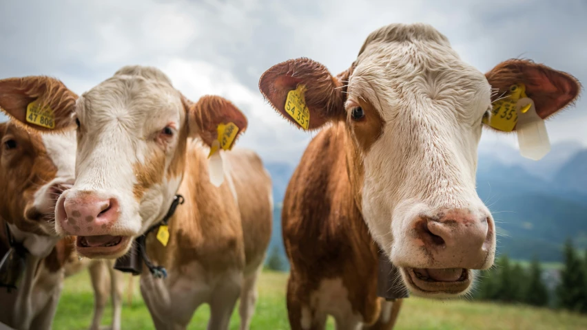 two cows with tags around ears, looking at camera