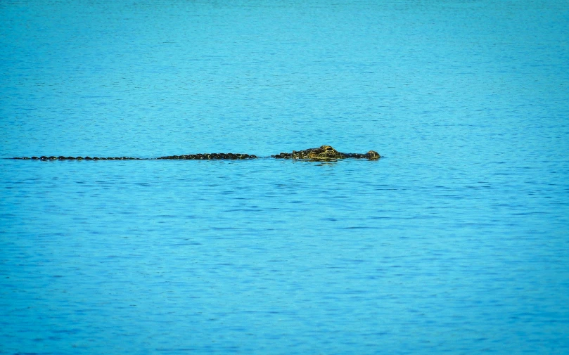 an alligator swims along in the middle of the water