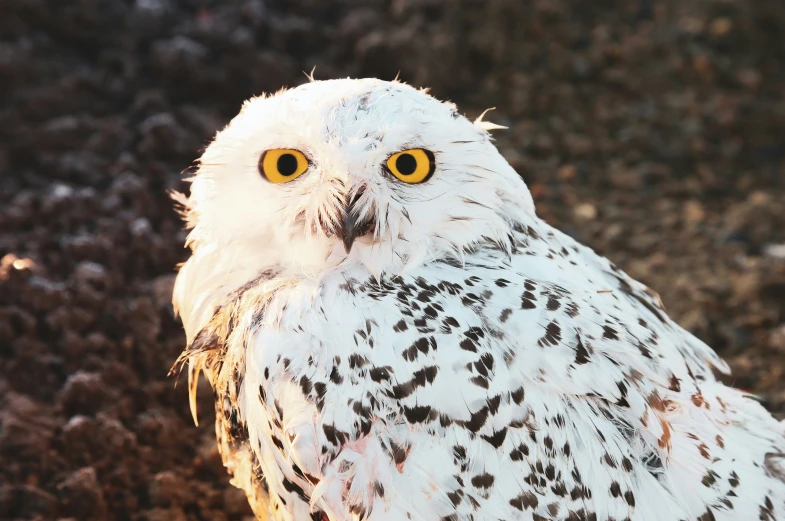 a white owl is standing outside on the ground