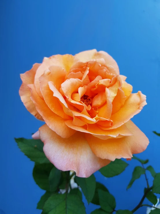 an orange rose with leaves on a blue background