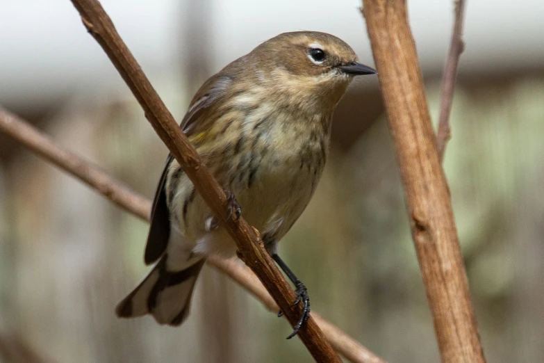 a small bird sits on a bare tree nch