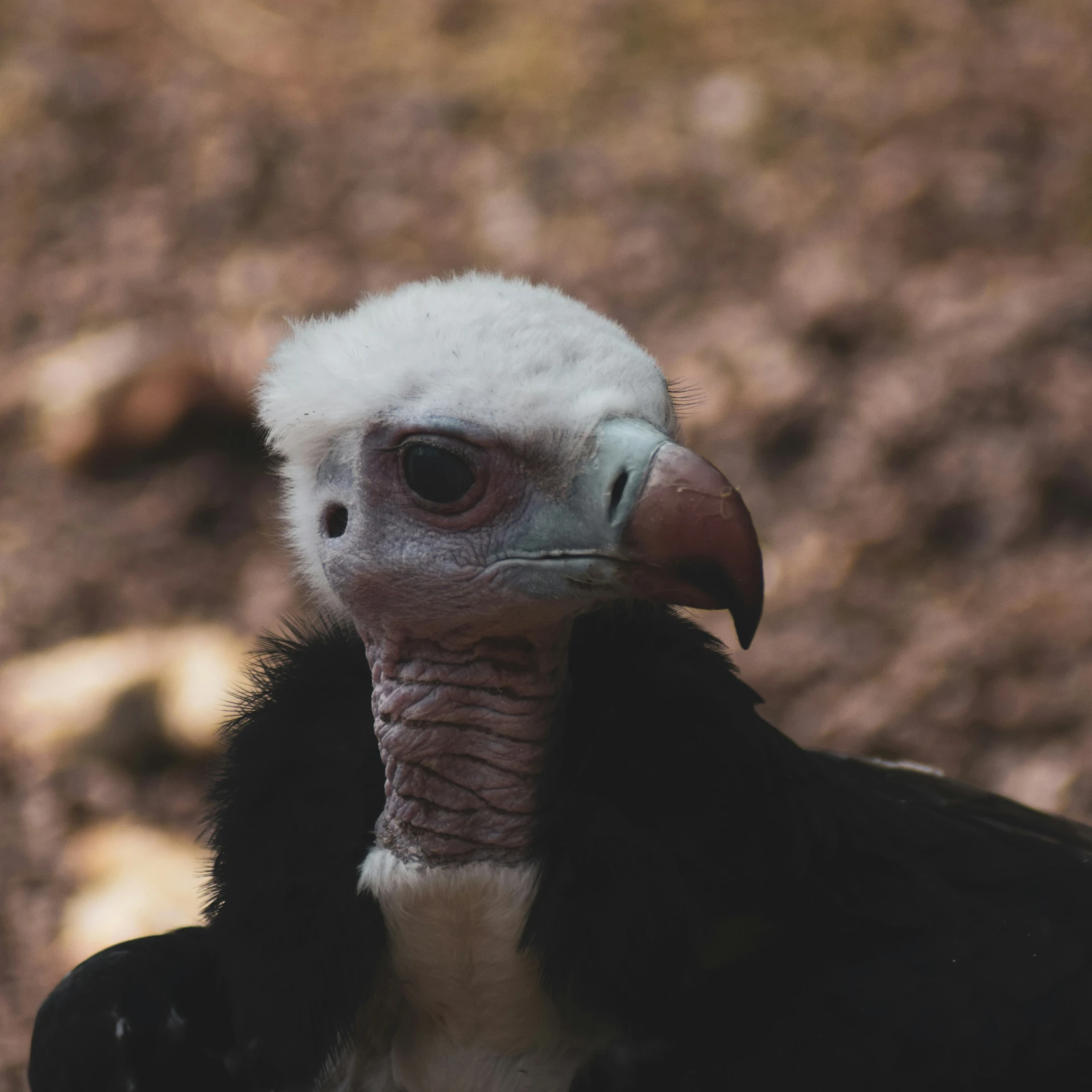 this is an image of the head and beak of a vulture