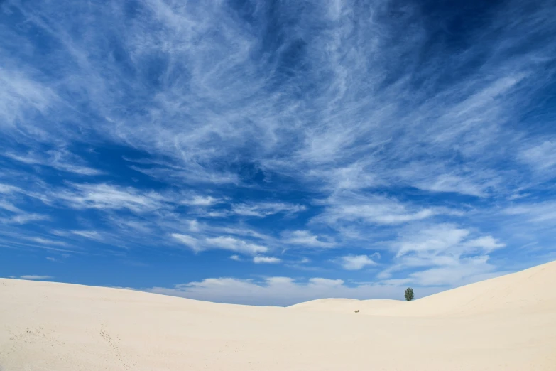 some white sand bushes and a single tree