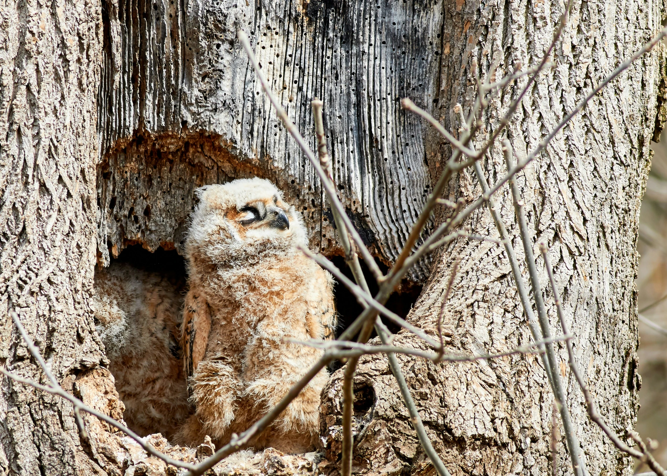 an owl peeking out of it's hollow in a tree