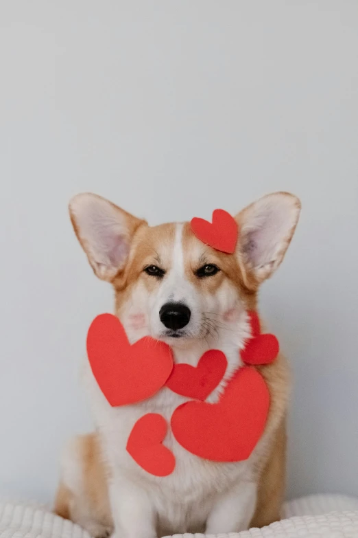 a dog has two hearts on his collar