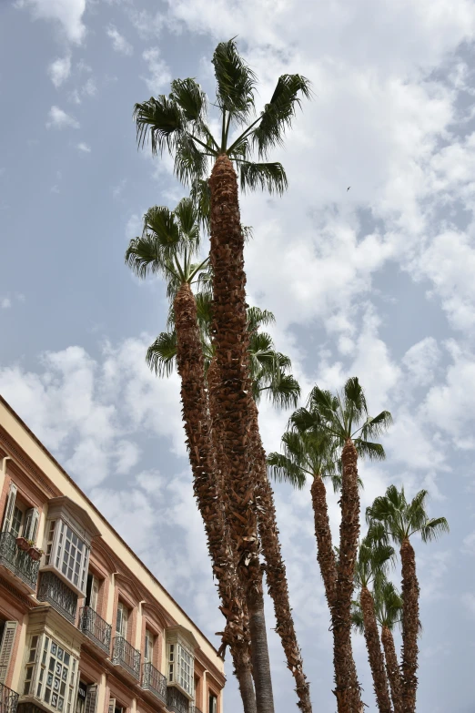palm trees in front of a tall building and some clouds