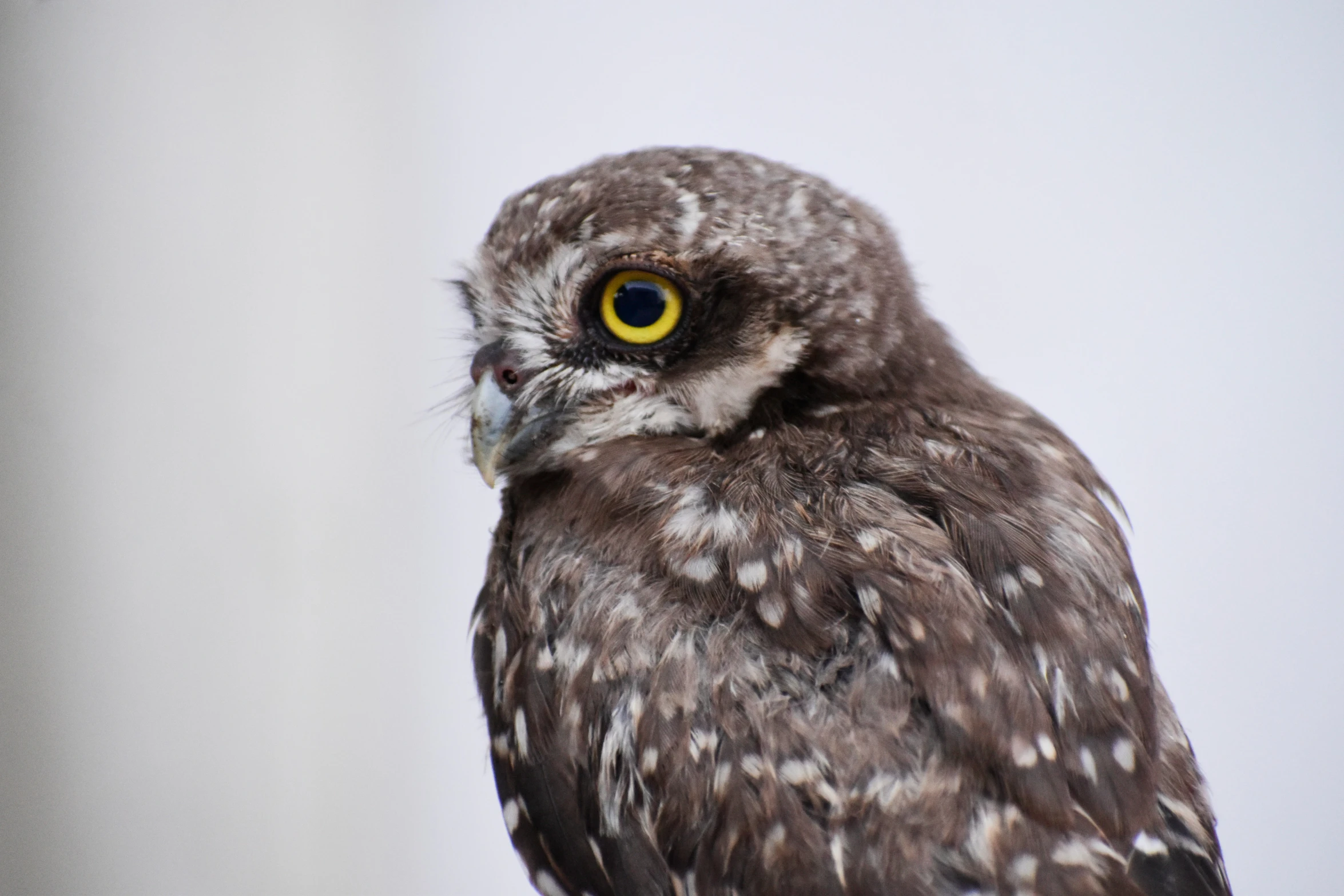 a close up of a bird with yellow eyes