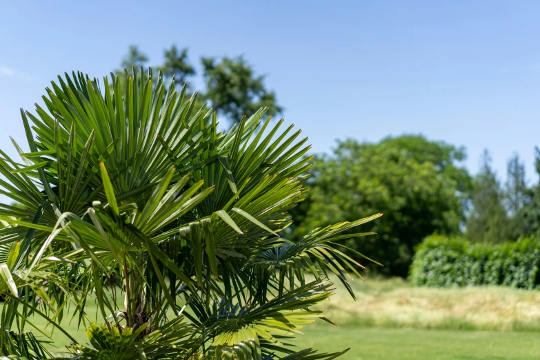 there is a close up view of a palm tree