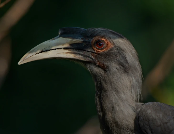 the head and neck of a large black bird