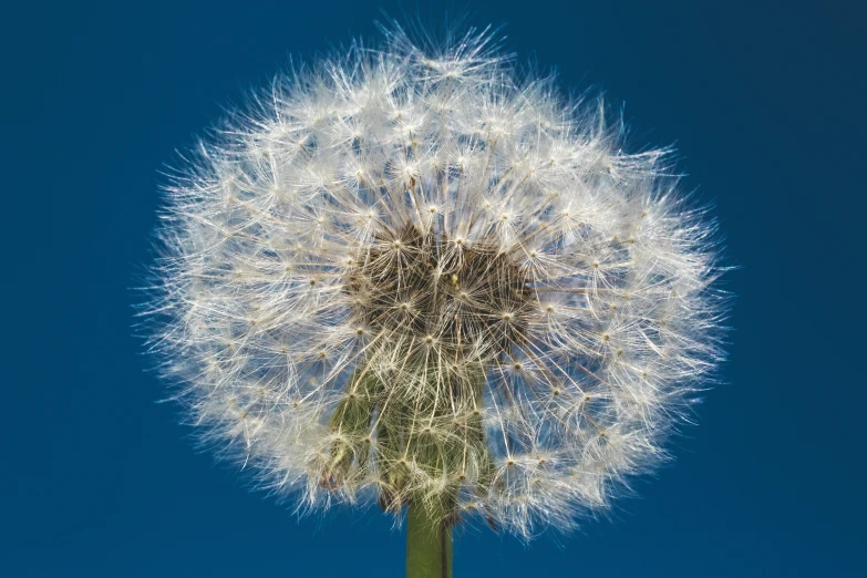 dandelion in the middle of the blue sky