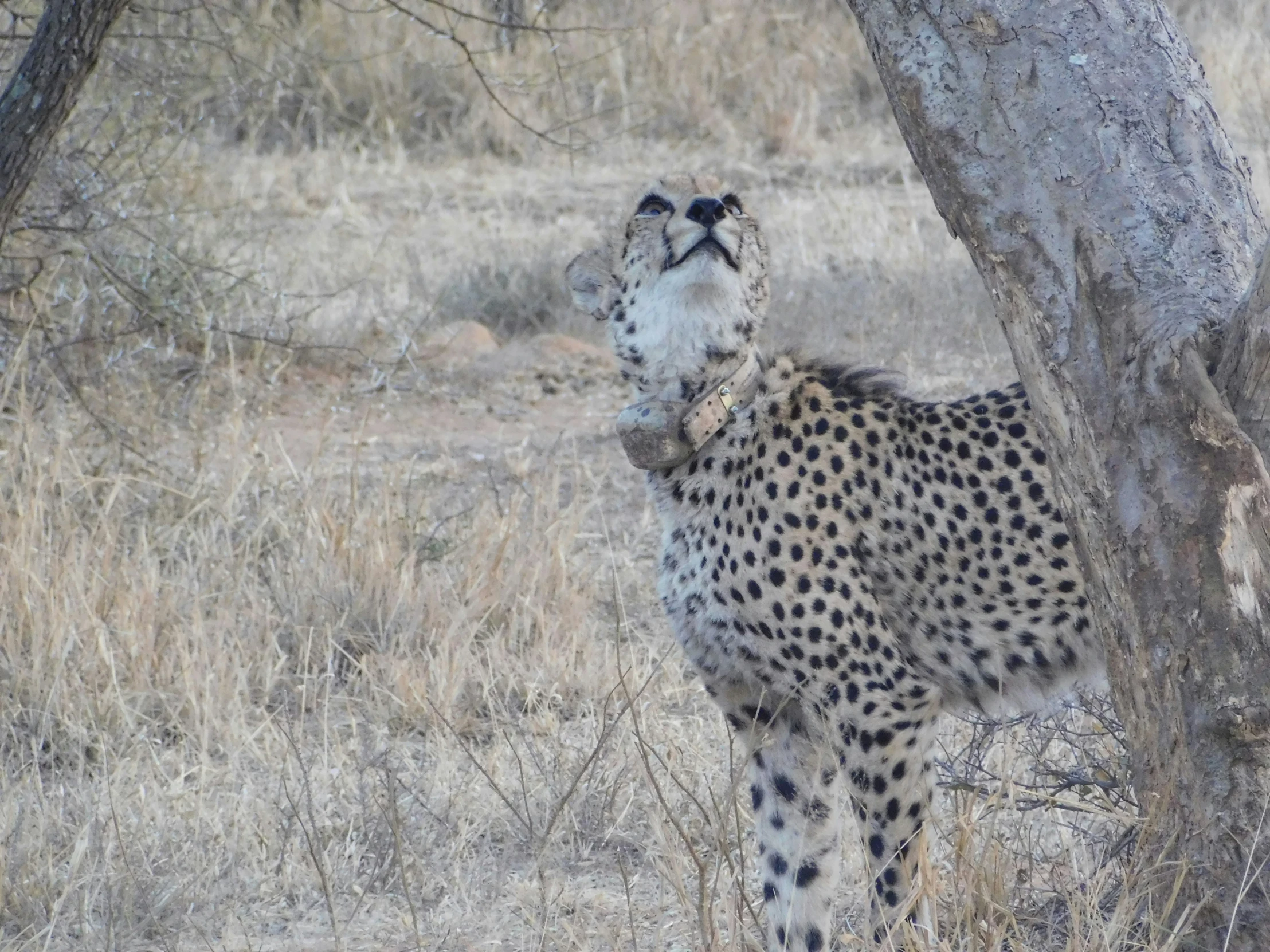 a large spotted cheetah hiding under a tree in the wilderness