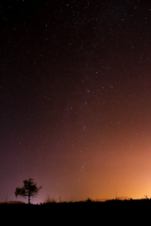 silhouette of two trees against a background of night sky