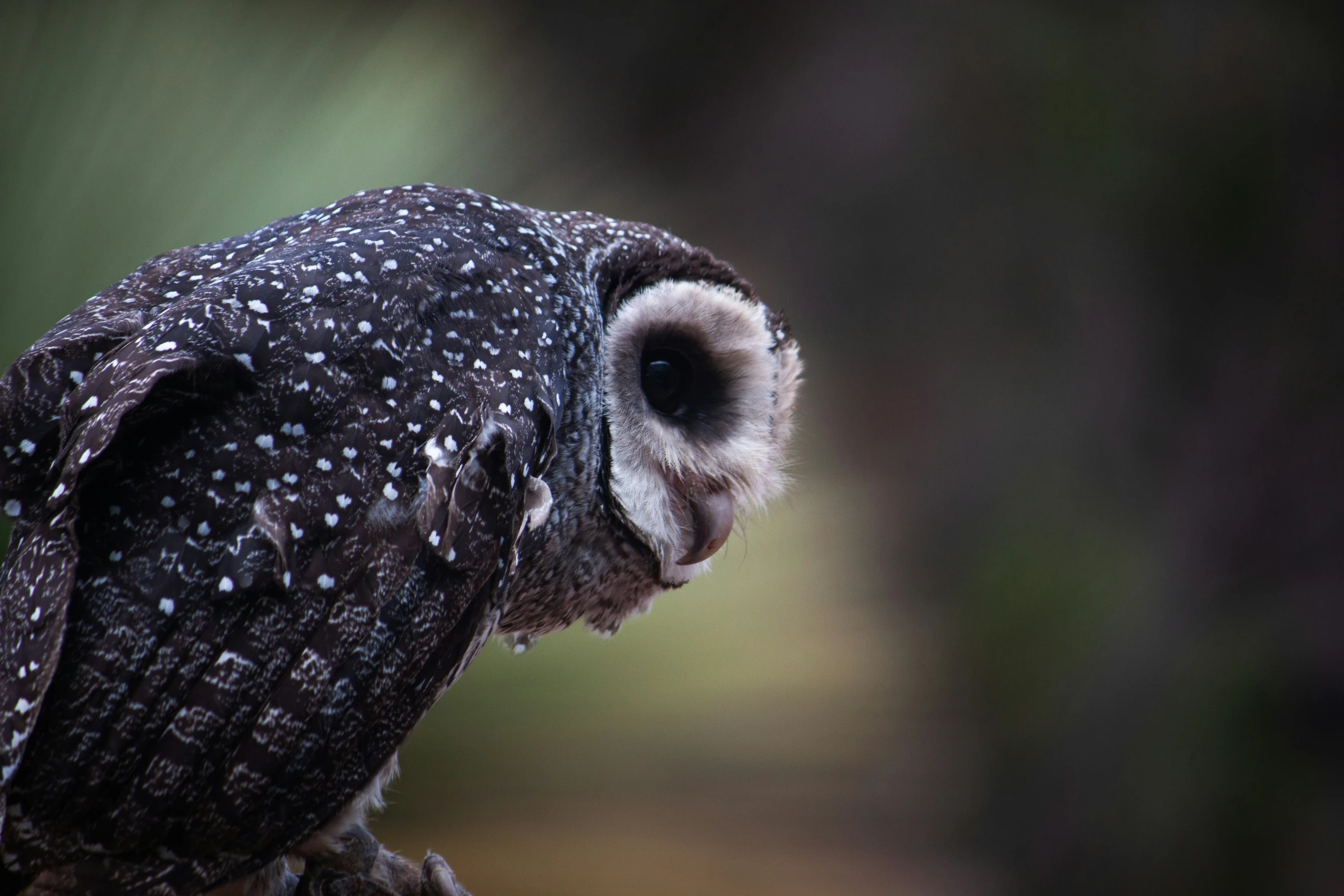 an owl perched on top of a piece of wood