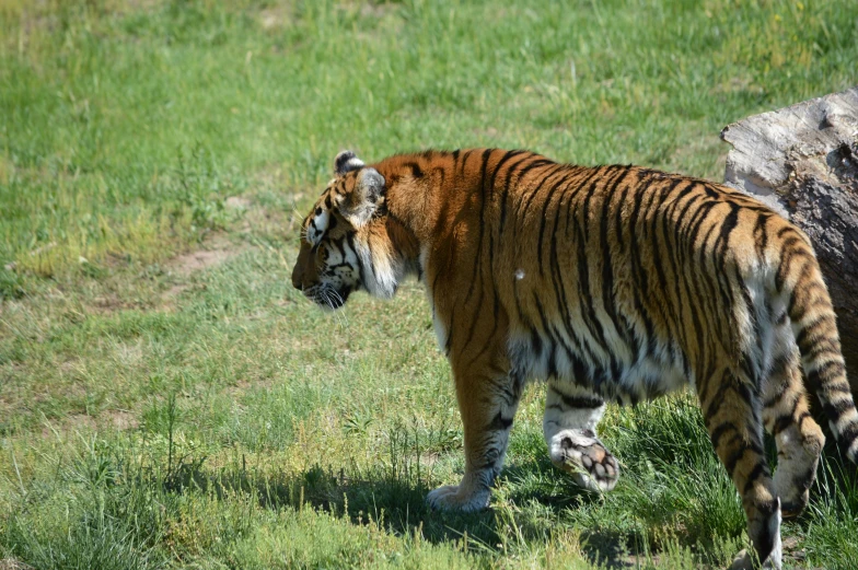 a tiger walking across a green grass covered field