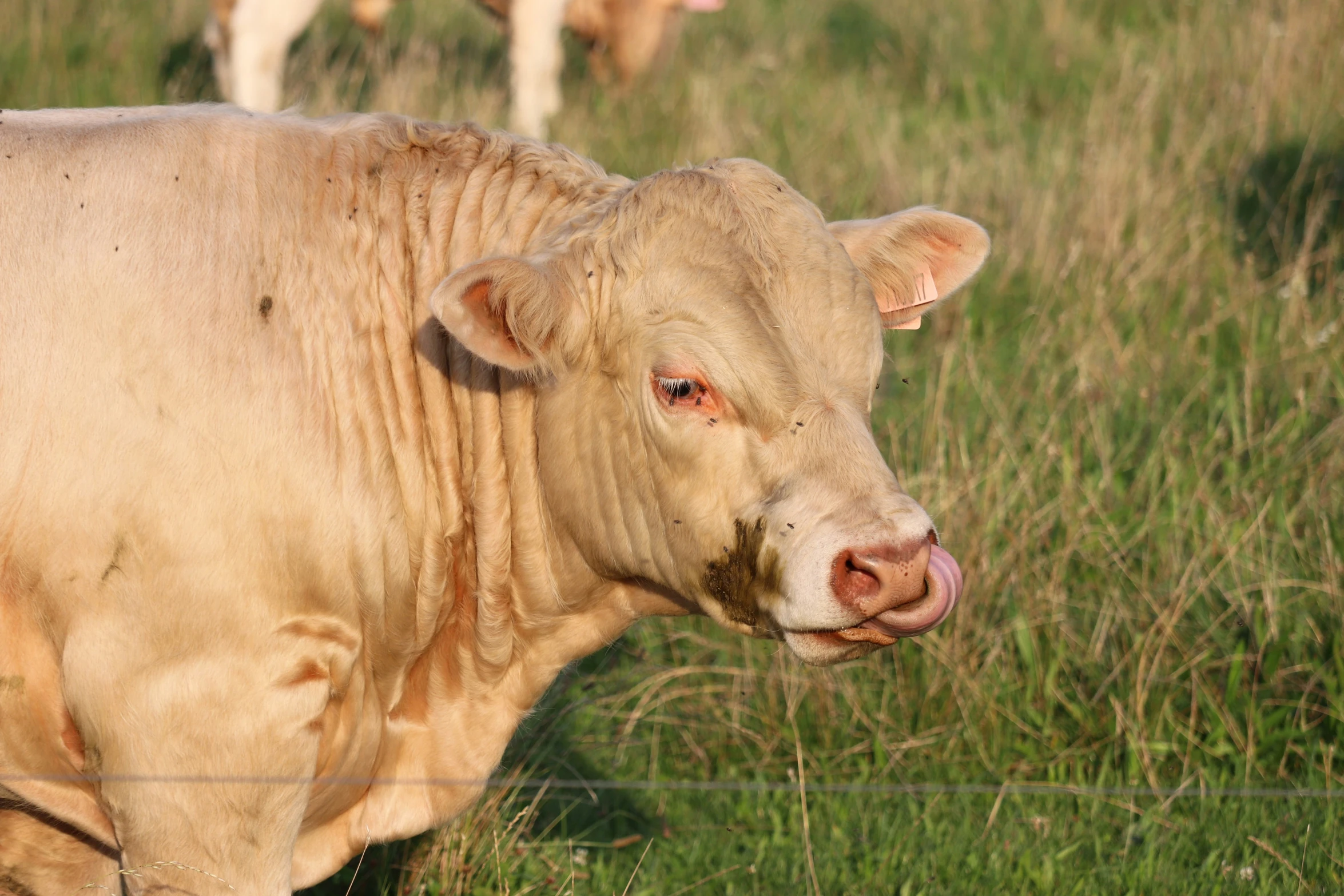 a large cow is standing in a field