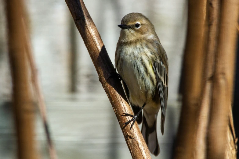 a bird on a nch in some trees