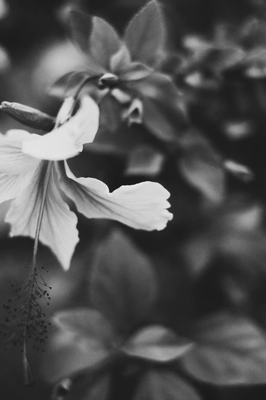 a white flower is pictured in black and white