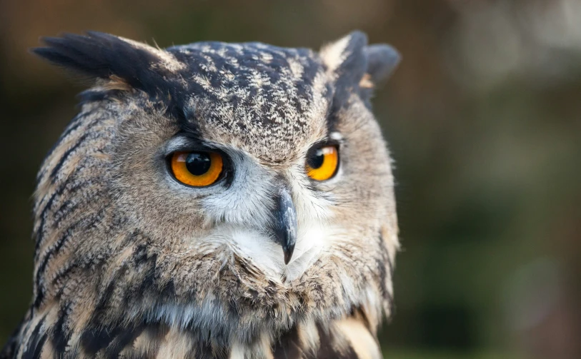 the face of an owl has a yellow - eyed look