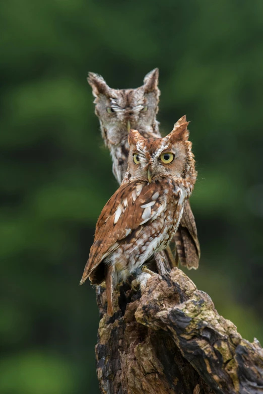 two owls sitting on a tree stump in a forest