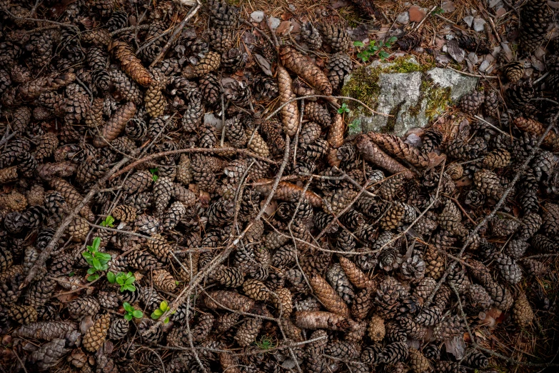 pine cones and small brown leaves on the ground