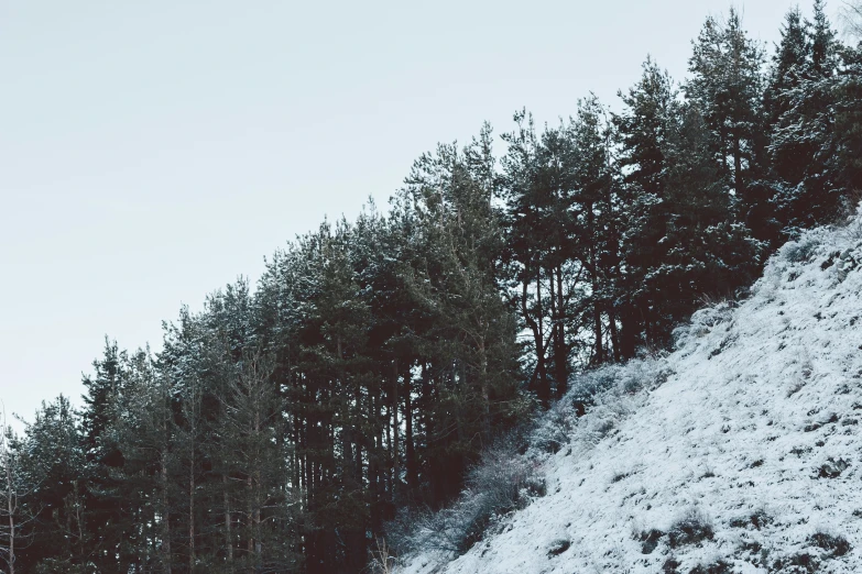 some snow and tall trees are next to the hill