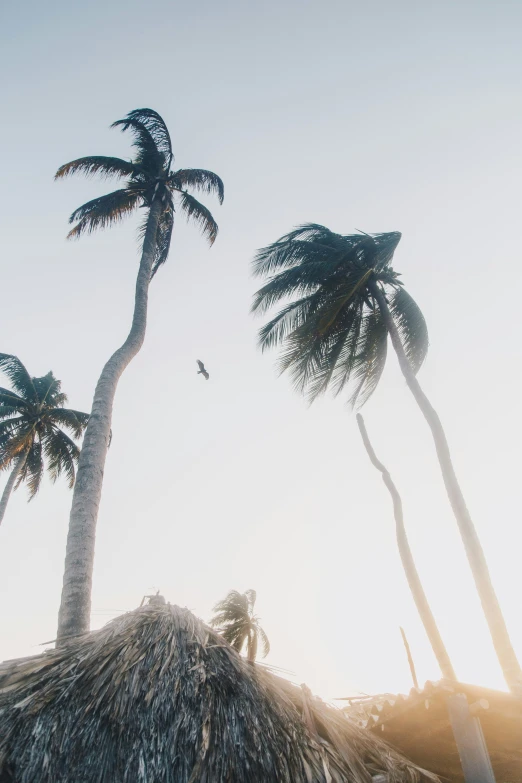 palm trees and a building on a tropical beach