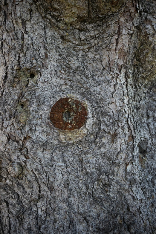 the brown object on the tree is small