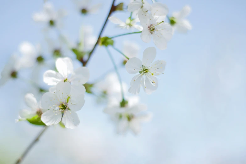 a flower that is on a tree outside