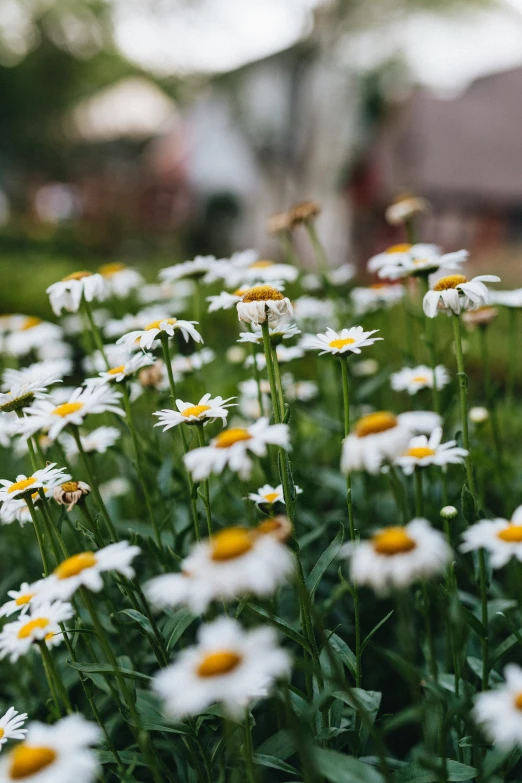 a field full of white and yellow flowers next to a house