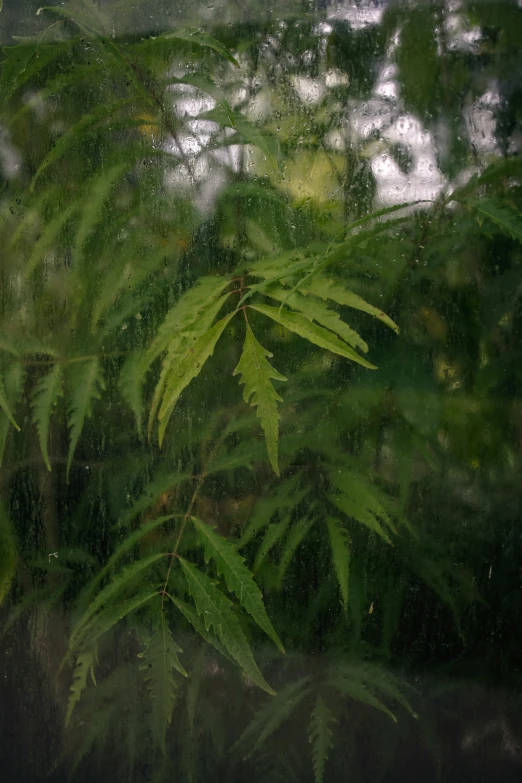 view through the window to foliage and trees